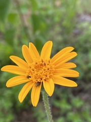 Lasianthaea aurea