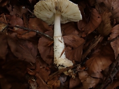 Lepiota ignivolvata