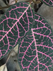 Echites rubrovenosus