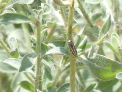 Agrilus gibbicollis