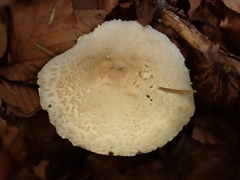 Lepiota ignivolvata