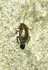 Capraiellus panzeri