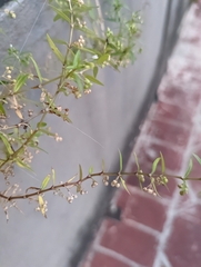 Oldenlandia corymbosa