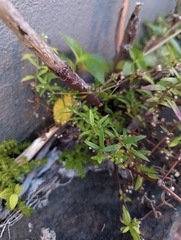 Oldenlandia corymbosa