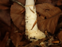 Lepiota ignivolvata