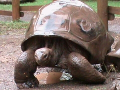 Aldabrachelys gigantea