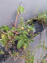 Oldenlandia corymbosa