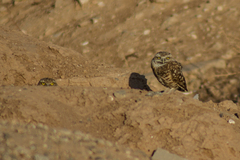 Athene cunicularia hypugaea
