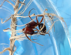 Odontomachus desertorum