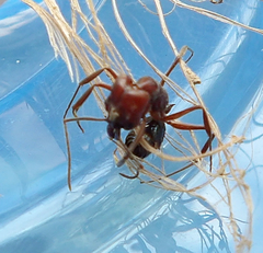 Odontomachus desertorum