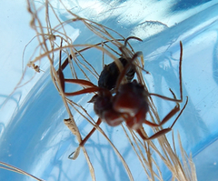 Odontomachus desertorum