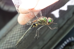 Somatochlora viridiaenea