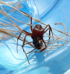 Odontomachus desertorum