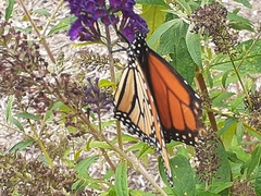 Danaus plexippus