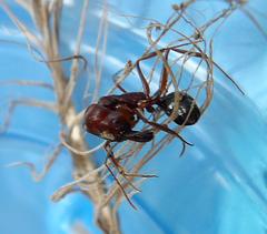 Odontomachus desertorum