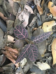 Echites rubrovenosus