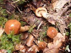 Tricholoma ustale