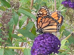 Danaus plexippus