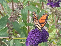 Danaus plexippus