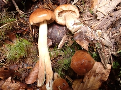 Tricholoma ustale