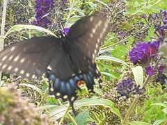 Papilio polyxenes