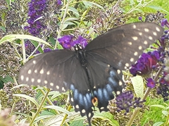 Papilio polyxenes