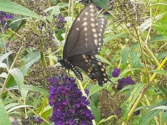 Papilio polyxenes