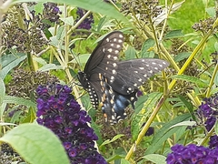 Papilio polyxenes