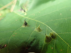 Phylloxera caryaefallax