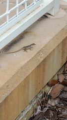 Anolis sagrei