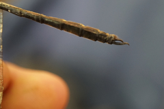 Somatochlora viridiaenea