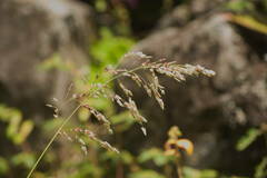Eragrostis unioloides
