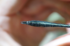 Somatochlora viridiaenea