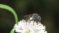 Augochlora nigrocyanea