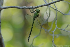 Coryphaeschna viriditas
