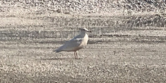 Larus hyperboreus