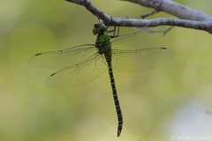 Coryphaeschna viriditas