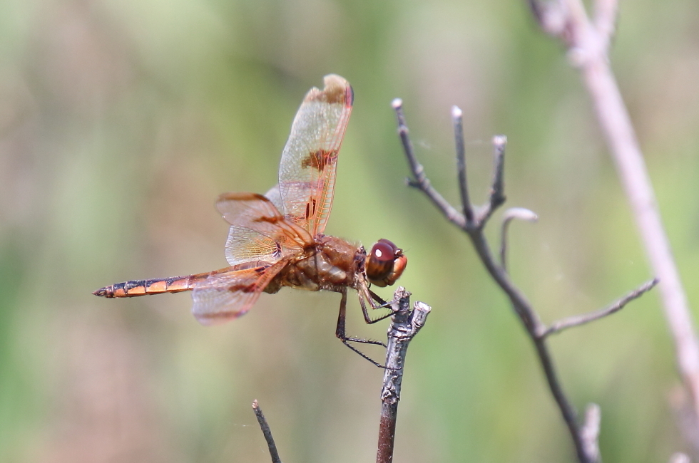 Painted Skimmer