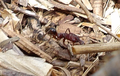Odontomachus desertorum