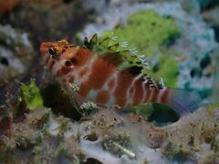 Cirrhitichthys aprinus