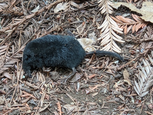 American Shrew Mole