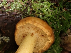 Tricholoma ustale