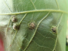 Phylloxera caryaefallax