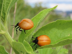 Chalcas obesa