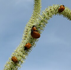 Chalcas obesa