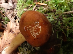 Tricholoma ustale