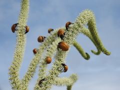 Chalcas obesa