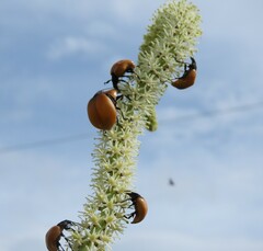 Chalcas obesa