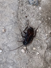 Blatta orientalis
