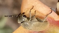 Epicauta fortis